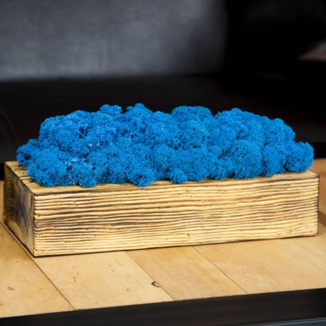 Mech chrobotek w szczotkowanej donicy - Blue