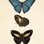 Grafika motyl motyle prezent historia natura - null