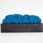 Chrobotek reniferowy w czarnej donicy - Blue - Zachowana struktura słoi drewna