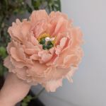 Świeca kwiat piwoni  - 