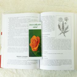 Zakładka do książki z różą herbaciną