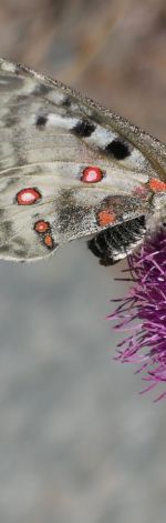 Zamówienie Specjalne -rezerwacja