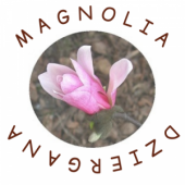 magnolia-dzierg