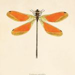 Grafika ważka motyle prezent historia natura - null