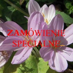 ZAMÓWIENIE SPECJALNE - SKRZYNECZKA