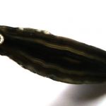 Czarny agat, surowy naturalny plaster wisior - 