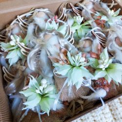 Aniołki z zieloną poinsecją 