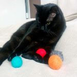 Zestaw piłeczek dla kota filcowe kolorowe - bezpieczne zabawki dla kota