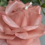 Świeca kwiat róży lepiona z wosku pszczelego - Rozkwitnięty kwiat kolor brzoskwiniowy