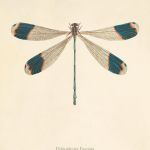 Grafika ważka motyle prezent historia natura - null