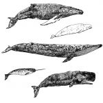 Wieloryby - torba bawełniana z nadrukiem - 
