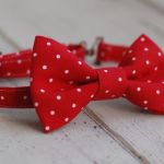 Muszka chłopięca  - 