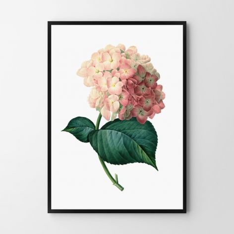 Plakat obraz różowa Hortensja 50X70 B2