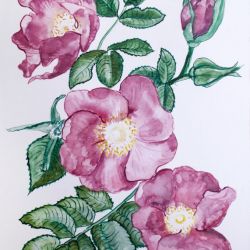 Malowana dzika róża