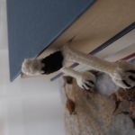 Zakładka do Książki BULDOG - 