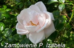 Kartki - zamówienie