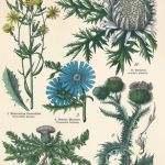 Kwiaty zioła wydruk grafika wydruk vintage zioła lecznicze - 