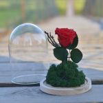 Wieczna róża w szklanej kopule 19cm z mchem. - 