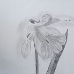 rysunek ołówkiem A4