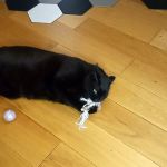 Gryzak dla kota matatabi mini-makrama zabawka - zabawka dla kota