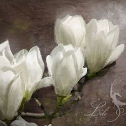 Obraz Biała magnolia - płótno - malowany
