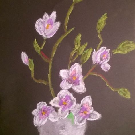 magnolie 1