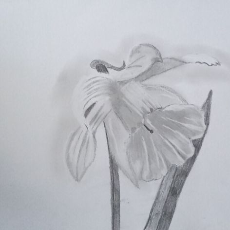 rysunek ołówkiem A4