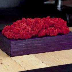 Chrobotek reniferowy, fioletowa donica - Red
